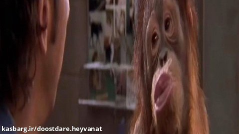 صحنه خنده دار حسادت اورانگوتان | از فیلم کمدی animal