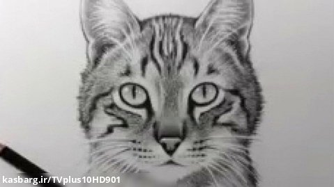 نقاشی گربه حرفه ای