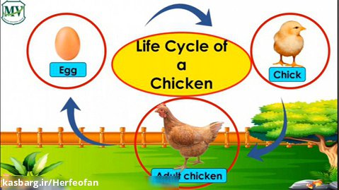آموزش زبان انگلیسی | چرخه زندگی مرغ