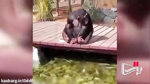 شامپانزه،،،،
