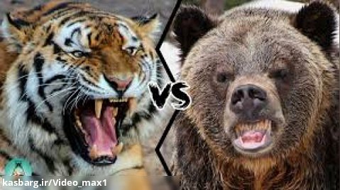 حمله ببر سیبری به خرس گریزلی!   بزرگترین ببر روسیه  
