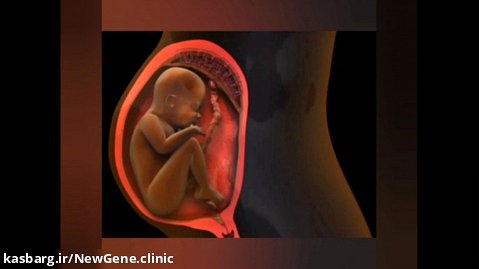 کلیپ 12_انیمیشن وقایع سوم بارداری_کلینیک تخصصی ژنتیک نوژن