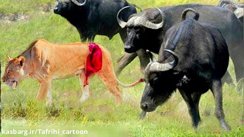 مجروح کردن شیر توسط  بوفالو - حمله حیوانات وحشی - شیر در مقابل بوفالو