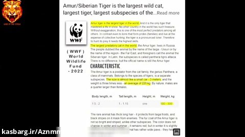 ببر سیبری بزرگترین گربه و بزرگترین ببر در حیات وحش سازمان  WWF در سال ۲۰۲۲
