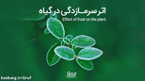 اثر سرمازدگی در گیاه