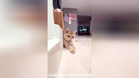 ویدئو گربه