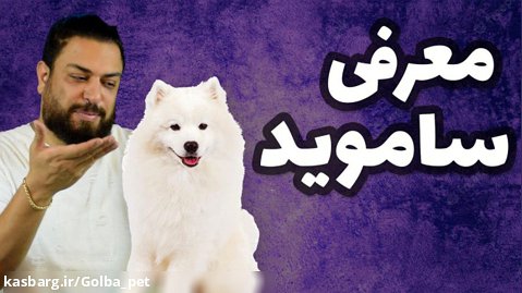 معرفی سگ سامویید | زیباترین سگ سفید رنگ