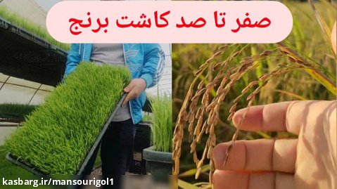 کاشت تا برداشت برنج در شمال ایران / شش ماه زحمت برای یک محصول