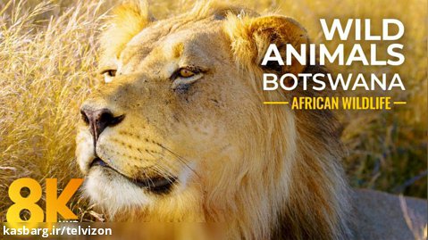 یک ساعت ویدیوی با کیفیت از حیات وحش حیرت انگیز آفریقا | (ریلکسیشن در طبیعت 306)