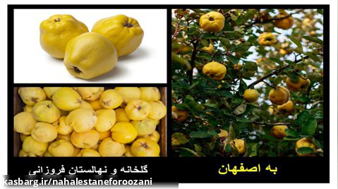 نهال به اصفهان پیوندی در نهالستان و گلخانه فروزانی