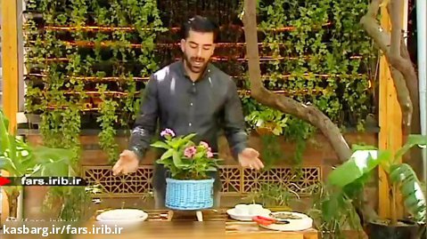 آموزش پرورش و نگهداری از گل زیبای " هورتانسیا یا گل ادریسی " - شیراز