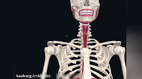 تحلیل سه بعدی اندام های دستگاه گوارش