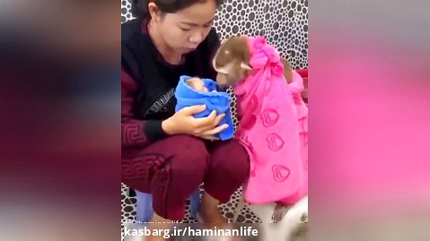 لحظات احساسی میمون مادر هنگام حمام کردن نوزاد میمون