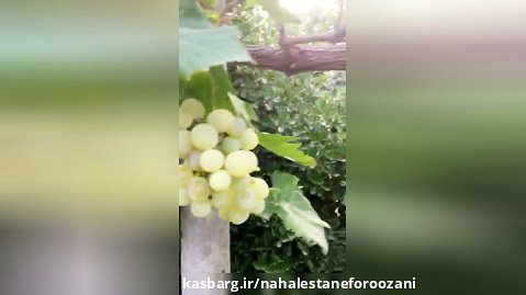 نهال انگور سپیداری در نهالستان و گلخانه فروزانی