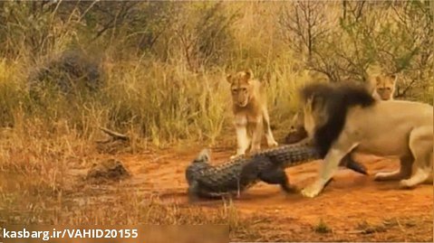 جنگ و نبرد شیرها با تمساح و کروکدیل در حیات وحش
