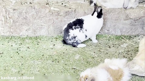 قفس خرگوش ها