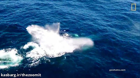 فرار نهنگ آبی از ارکاها یا نهنگ های قاتل