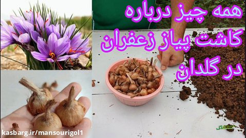 آموزش کاشت پیاز زعفران در گلدان / چطور در خانه زعفران بکاریم