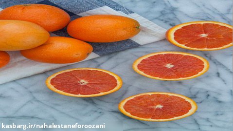 نهال پرتقال خونی کاراکارا در نهالستان و گلخانه فروزانی