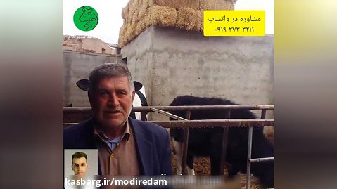 مصاحبه با پرورش دهندگان گوساله پرواری در ایران - مشاوره در واتساپ 3211 373 0919