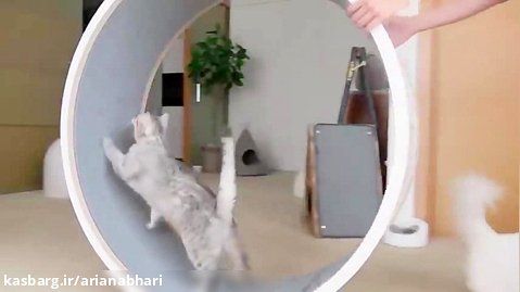 بازی چرخ و فلک با گربه