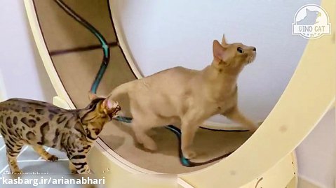 بازی گربه ها با چرخ و فلک