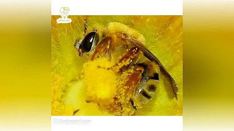 آیا زنبور عسل برای کشاورزی مضره؟