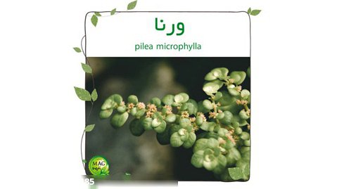 ورنا (pilea microphylla)