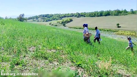 زندگی روستایی آذربایجان - قسمت 65 - روغن اسطوخودوس و پخت مانتی ازبکستان