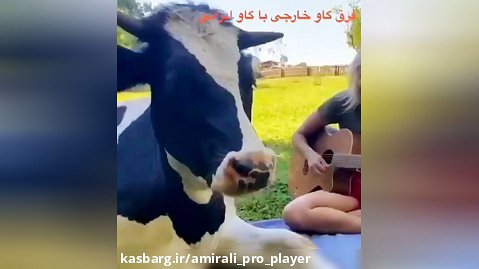 گاو ایرانی و خارجی