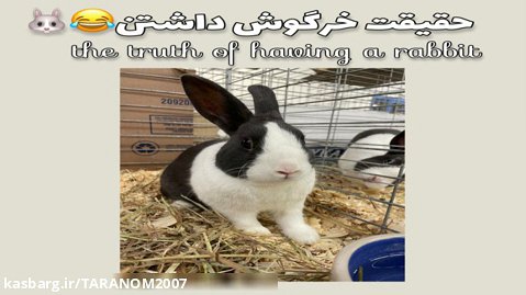 Animals /The Truth Of Having A Rabbit/حیوانات/واقعیت خرگوش داشتن/گرانچ