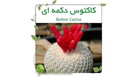 کاکتوس دکمه ای(Button Cactus)