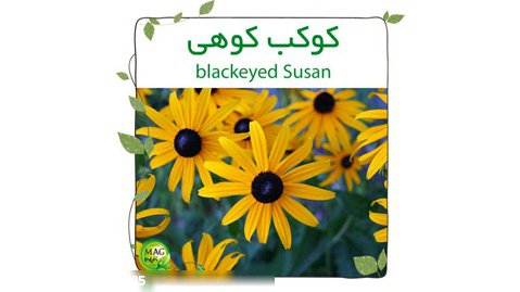 کوکب کوهی ( blackeyed Susan)
