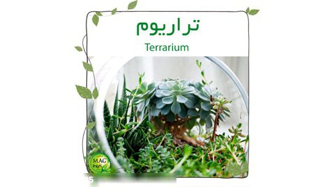 تراریوم(Terrarium)