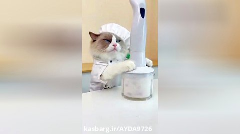 آشپزی گربه:)