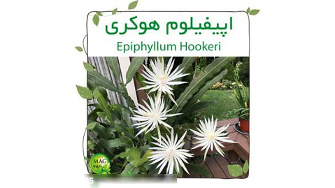 اپیفیلوم هوکری (Epiphyllum Hookeri)  