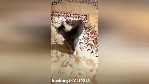 کنترل کردن گربه با لیزر