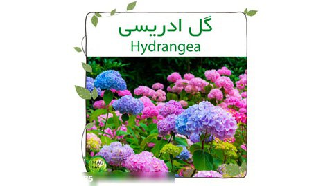 گل ادریسی(Hydrangea)