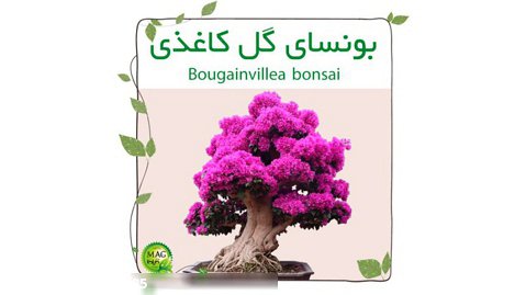 بونسای گل کاغذی(Bougainvillea bonsai)