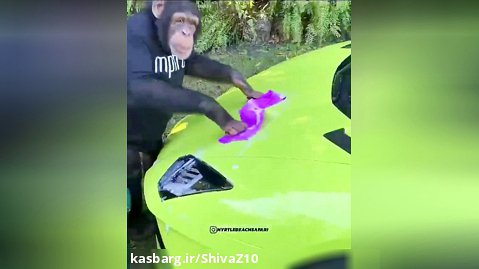 تمیز کردن ماشین توسط میمون