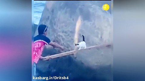 نجات بچه گربه و خشم مادرش!