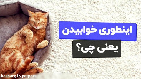 معنی هر مدل خوابیدن گربه چیه؟