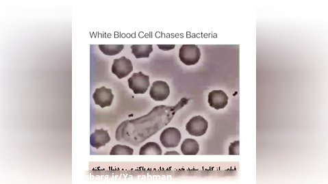 گلبول سفید خون به دنبال یه باکتری...