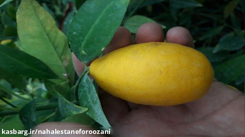 تولید نهال لیمو ترش لایم کوات چهار فصل در نهالستان و گلخانه فروزانی
