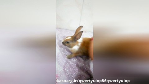 خرگوشم