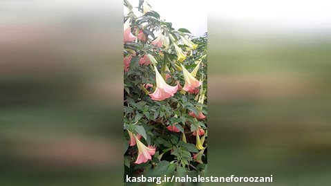 درختچه گل عطری شیپور فرشته در نهالستان و گلخانه فروزانی