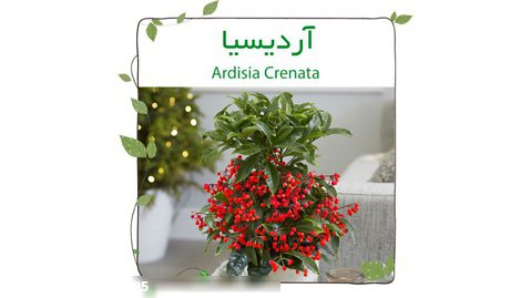آردیسیا (توت کریسمس)(Ardisia Crenata)