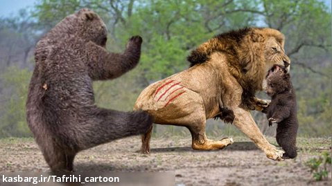 شیرها در مقابل کروکودیل و خرس / جنگ حیوانات وحشی