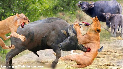 نبرد حماسی در حیات وحش - نبرد و جنگ حیوانات وحشی