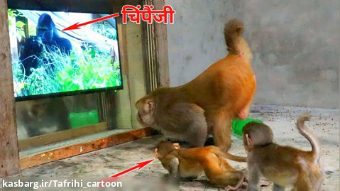 واکنش خنده دار میمون ها در مقابل شامپانزه - کلیپ حیوانات خانگی